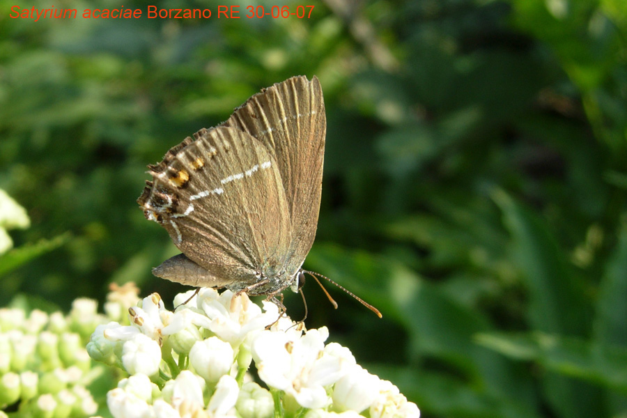 Satyrium acaciae o w-album ?